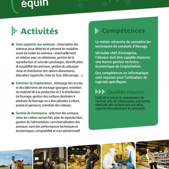 Eleveur équin