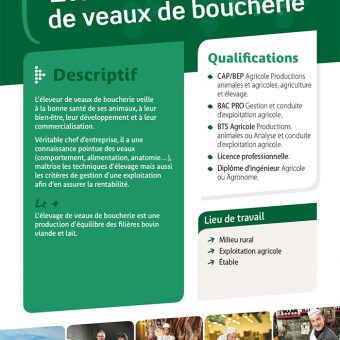Eleveur de veaux de boucherie