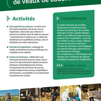 Eleveur de veaux de boucherie