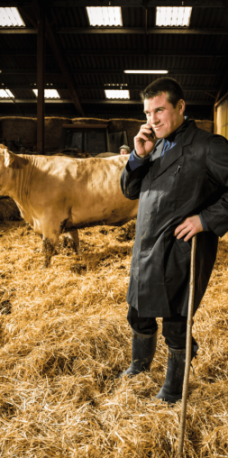 Commerce en bétails